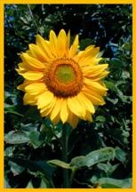 Faltkarte 6 Ex. 'Sonnenblume'