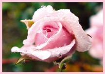 Faltkarte 6 Ex. 'Rosa Rose im Tau'